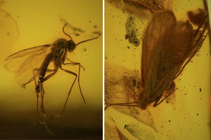 Fossil Caddisfly (Trichopterae) & Fly (Diptera) In Baltic Amber #84624